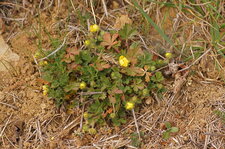 Potentille du printemps