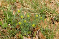 Euphorbe petit-cyprès
