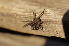 Pardosa sp.