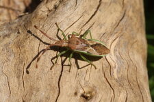 Gonocerus juniperi