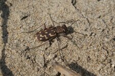Lophyra flexuosa