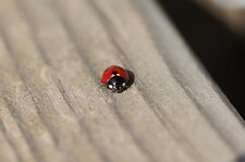 Coccinella septempunctata