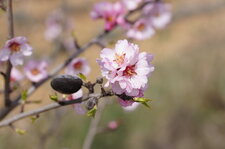 Fleur et fruit d