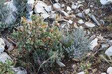 Ciste cotonneux et thym de Provence