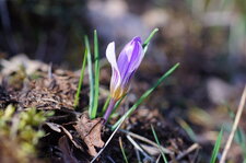 Crocus bigarré