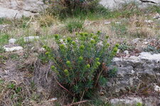 Euphorbe characias