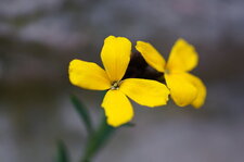 Fleur de giroflée