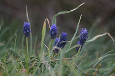 Muscari botryoide