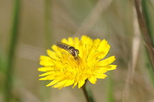 Syrphe