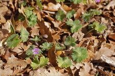 Géranium mou