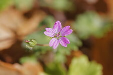 Fleur de géranium mou