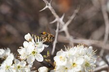 Abeille mellifère sur prunellier