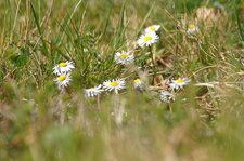 Pâquerettes annuelles