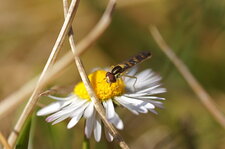 Syrphe sur pâquerette annuelle