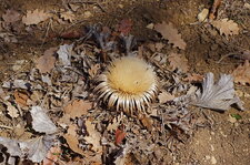 Carline à feuilles d