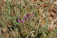 Lamium à feuilles maculées