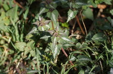Feuilles de lamium maculatum