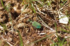 Cicindela campestris - sous réserve