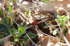 Coccinella septempunctata