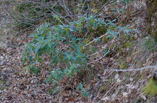 Laurier des bois
