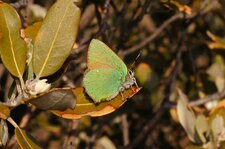 Argus vert