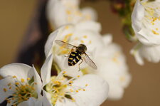 Syrphe sur cerisier