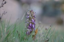 Himantoglossum robertianum