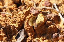Bombyle sp.