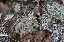 Lichens