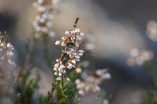 Fleur de bruyère