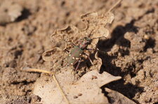 Cicindèle champêtre - Cicindela campestris