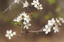 Abeille mellifère