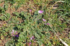 Erodium circutarium
