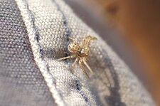 Xysticus sp.