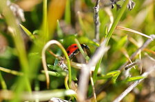 Coccinelle à 7 points