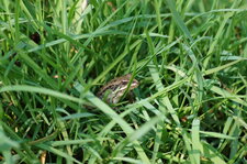 Grenouille verte ou rieuse - sous réserve