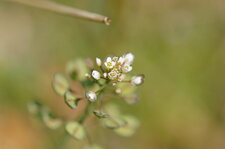 La fleur du défi du jour