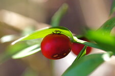 Fruit du fragon piquant...