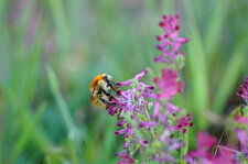 Bombus pascuorum