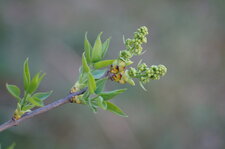 Lilas