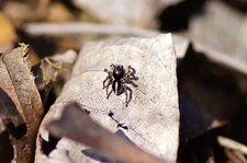 Aelurillus v-insignitus - sous réserve