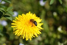 Abeille sur pissenlit