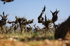 Pieds de vigne