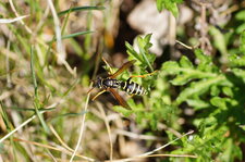 Poliste dominulus