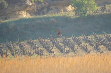 Chasse d