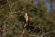 Faucon crécerelle femelle