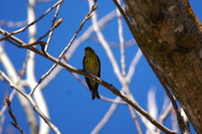 Serin cini