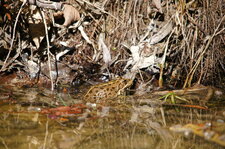 Variante de grenouille rieuse