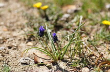 Muscari botryoïde