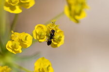 Fourmi sur fleur d